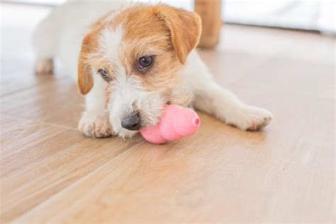 Criadores De Jack Russell En Espa A Y Precios Smylepets