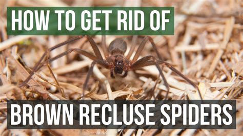 Brown Recluse Control And Prevention Artofit