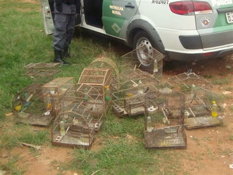 G1 Aves silvestres são apreendidas em sítio em Marília notícias em