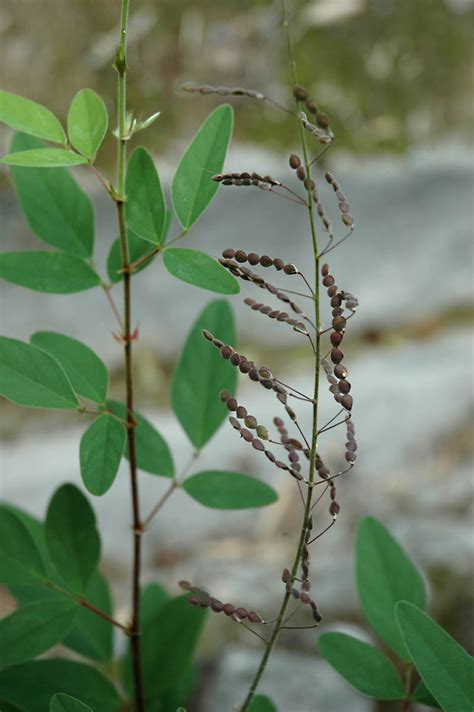 Desmodium (Fabaceae) image 30549 at PhytoImages.siu.edu