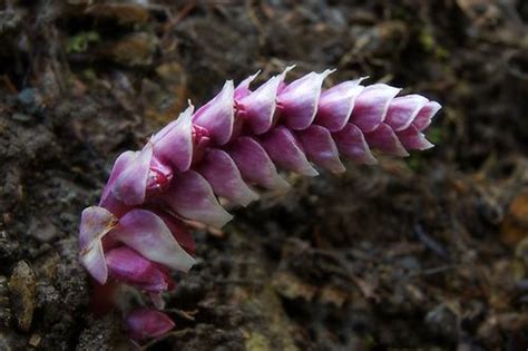 Bl Tentraube Gew Hnliche Schuppenwurz Flora Natur Im Austria Forum