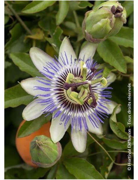 Passiflora Caerulea Fleur De La Passion Passiflore Bleue