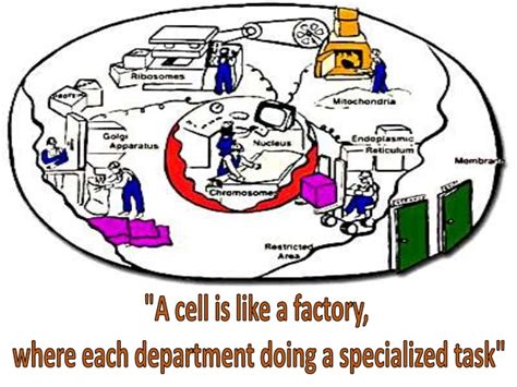 Animal Nerve Cell Diagram - ClipArt Best