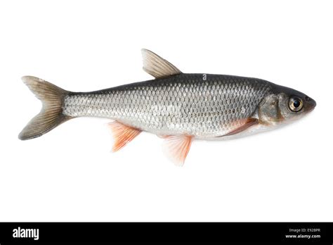 Dace fish hi-res stock photography and images - Alamy