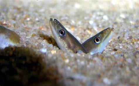 Sand Eel – "OCEAN TREASURES" Memorial Library