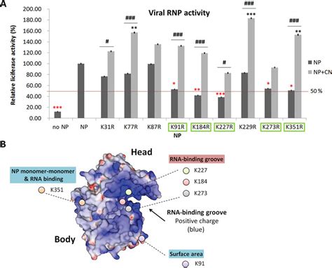 Viral Rnp Activity Of The Lysine To Arginine Mutated Np In Relationship