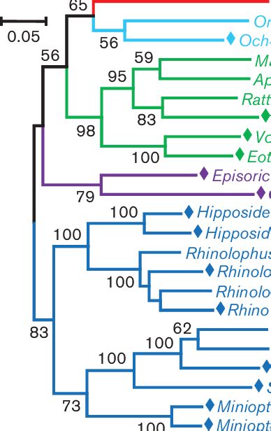 A Phylogenetic Analysis Of The Rdrp Gene Of Astroviruses Detected