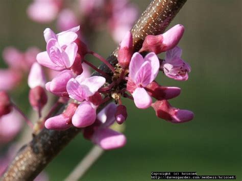 Plantfiles Pictures Cercis Species Eastern Redbud Canadian Redbud