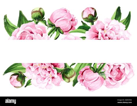 Pink Peony Flower Border And Card Hand Drawn Watercolor Illustration