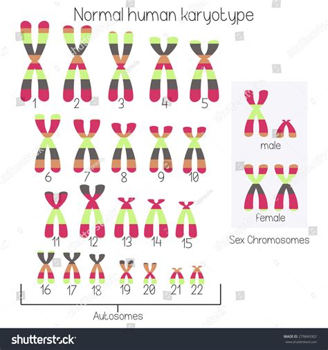 Idiograma cromosómico normal de cariotipo humano: vector de stock ...