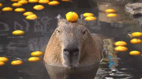 Capybara GIFs - GIFcen