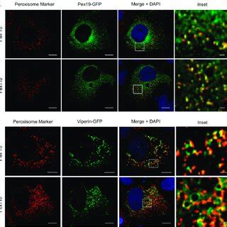 Huh Cells Expressing Organelle Targeted Mavs A B Mavs Chimeric