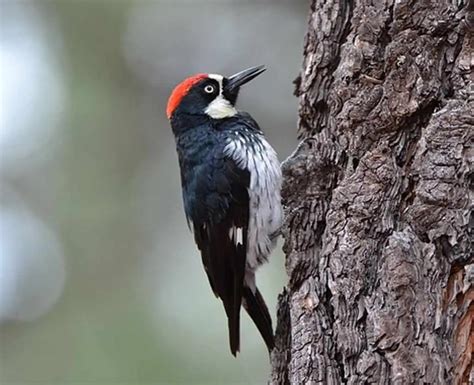 15 Types Of Woodpeckers In Arizona The Ultimate Guide