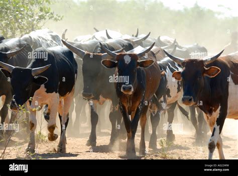 A Herd Of Nguni Cattle Stock Photo Alamy