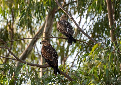 Birds Of Prey Photos, Download The BEST Free Birds Of Prey Stock Photos ...