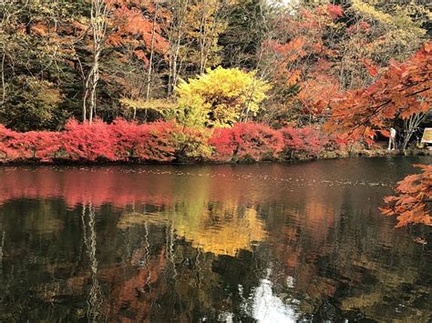 軽井沢 雲場池の紅葉｜紅葉情報2024