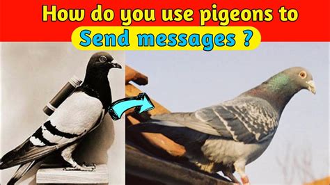 How To Use Pigeons To Send Messages Here Is The Correct Way To Use