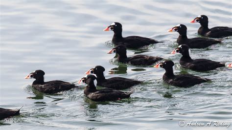 Surf Scoter Audubon Field Guide