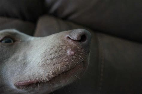 The Surprising Truth About Dog Nose Hairs