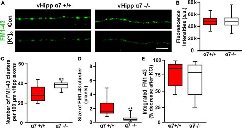 Frontiers Axonal Nicotinic Acetylcholine Receptors Modulate