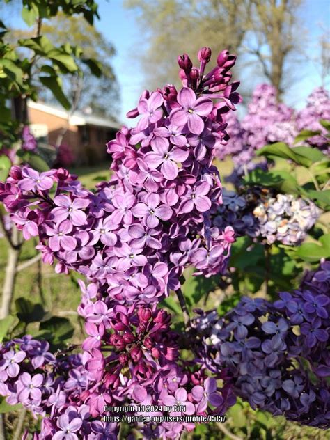 Photo Of The Bloom Of Lilac Syringa Old Glory Posted By Cici