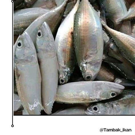 Jual Ikan Kembung Banjar Segar 1KG Shopee Indonesia