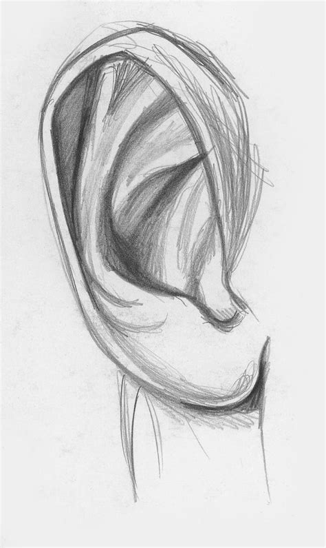 Ear Line Drawing at PaintingValley.com | Explore collection of Ear Line ...