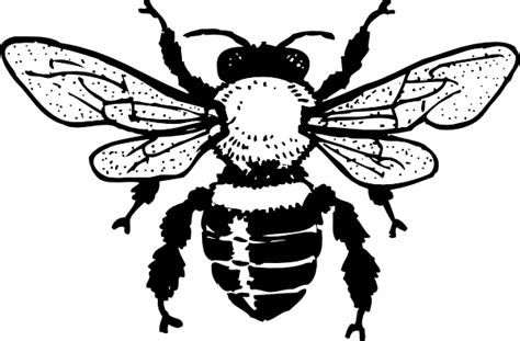 Bee Line Drawing Clipart Best