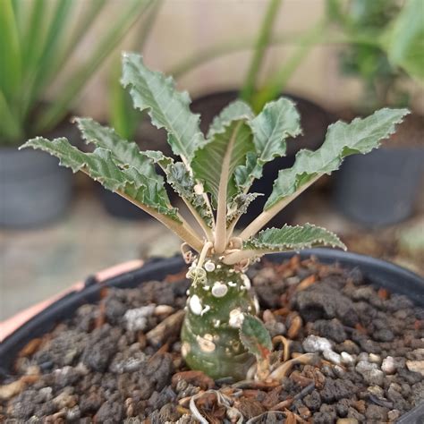 Dorstenia Plants For Sale From Kaktus Id Source Quality Cactus And