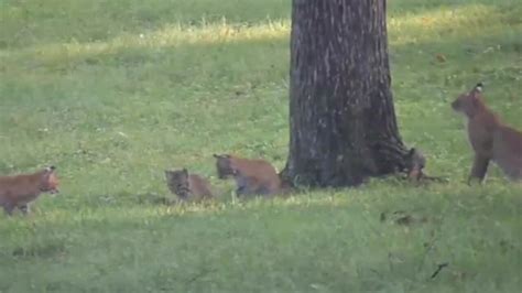 Bobcats Spotted In Green Hills And West Meade