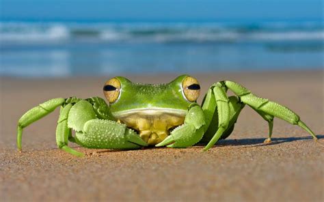 frog and crab : HybridAnimals