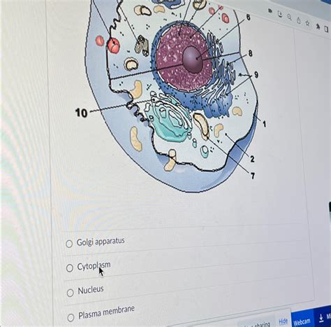 Solved Golgi ApparatusCytoplasmNucleusPlasma Membrane Chegg