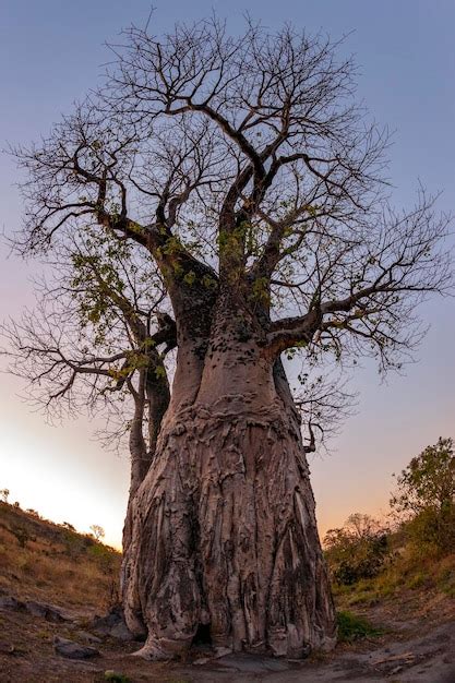 Premium Photo African Baobab Tree At Dusk Savuti Region Of Botswana