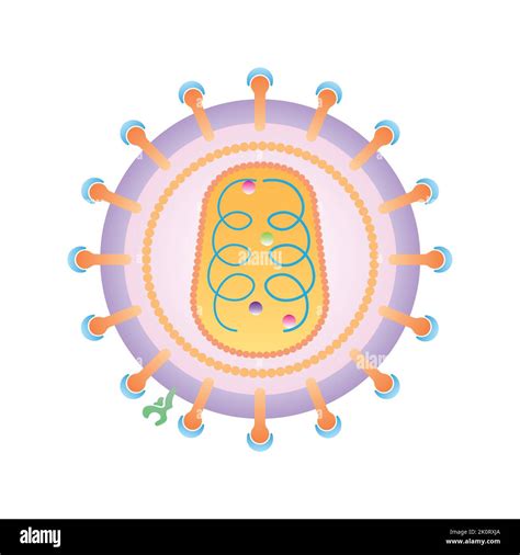 Dise O Cient Fico De La Estructura Del Virus De La Inmunodeficiencia