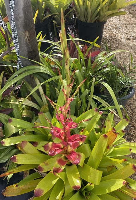 Vriesea Phillipo Coburgii Bromeliads