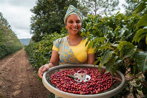 Especial Bahia aumenta produção e deve ter a maior safra de café