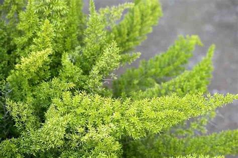 Asparagus Plumosa Fern How To Care For Plumosa Fern Plumosus