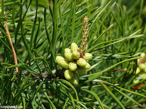 Virginia Pine Pinus Virginiana