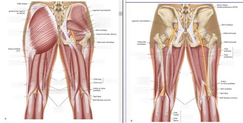 Muscles De La Cuisse Vue Post Rieure Diagram Quizlet