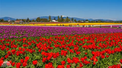 Tulip Fields At Skagit Valley Largest Floral Festival In Wa