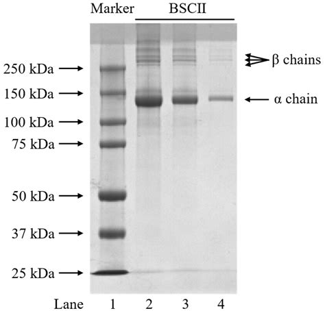 Marine Drugs Free Full Text Isolation And Biochemical Properties Of