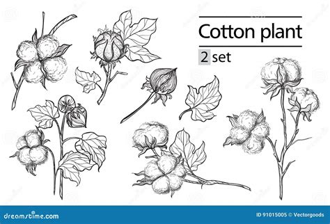 Vector Set Of Hand Draw Ink Cotton Plant Stock Vector Illustration Of