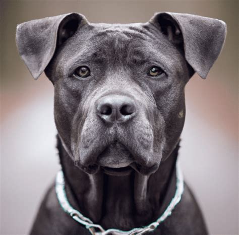 Image of a Pitbull Cane Corso Mix | Pet Dog Owner