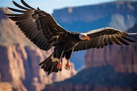 Premium Photo A California Condor Soaring Against The Backdrop Of The