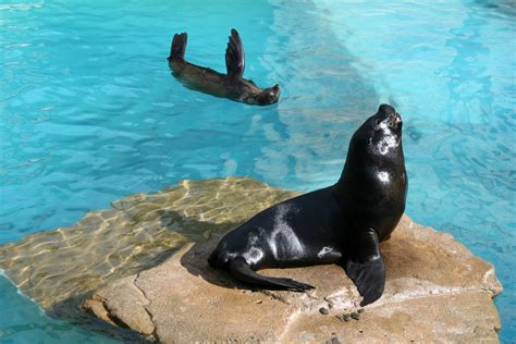 Cuáles son las diferencias entre las focas y los leones marinos