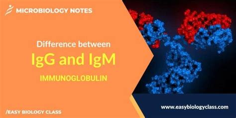 Difference between IgG and IgM | EasyBiologyClass