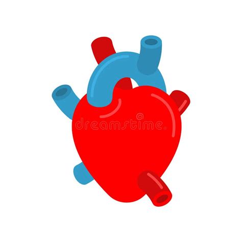 Anatomical Heart Isolated. Ventricles and Atria Stock Vector ...