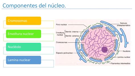 Estructura Y Función Celular El Nucleo Celular Ppt