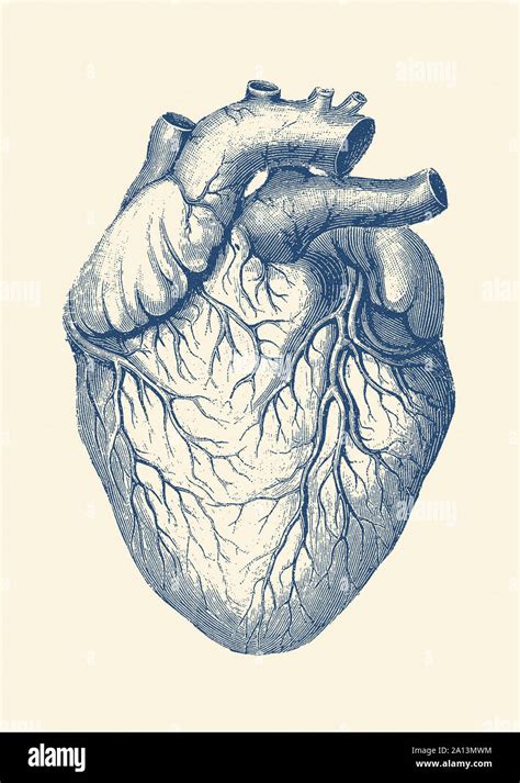 Vintage Anatomical Model Human Heart 1920 Year Campestre Al Gov Br