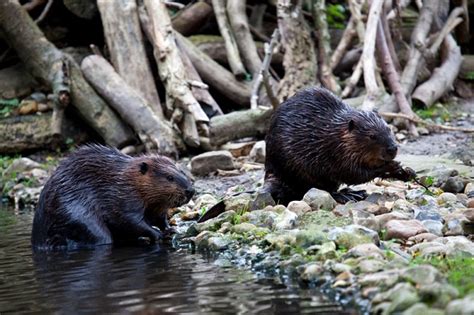 Beaver Facts - Animal Facts Encyclopedia